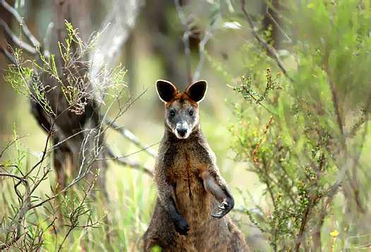 Wallabi Island Group VK6IOA DX News Wallabi Island Group VK6IOA DX News